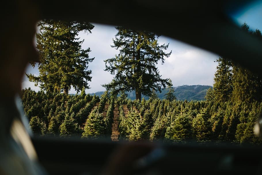 Riding a car, lifestyle, other, nature, tree, outdoors, pine tree HD wallpaper