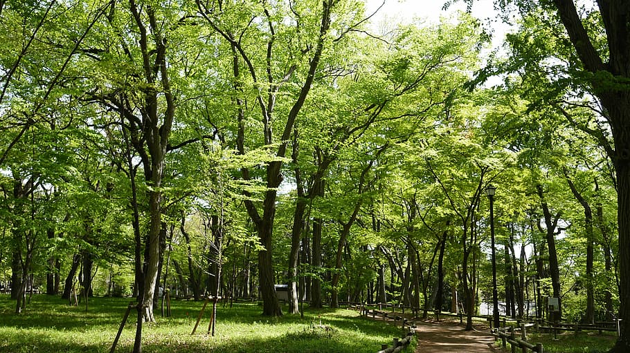 green, forest, park, tree, nature, outdoors, summer, leaf, green Color HD wallpaper