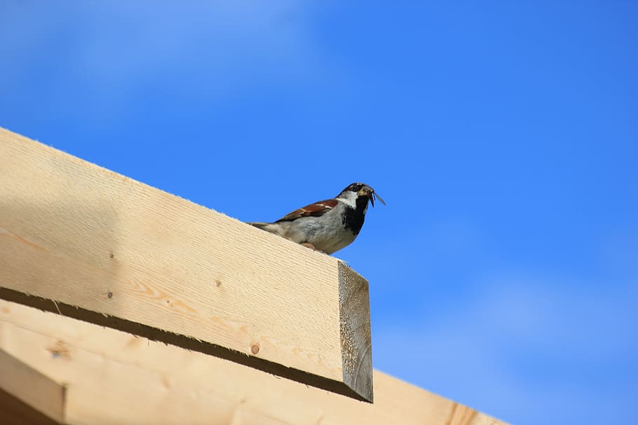 sparrow, bird, sperling, feed, animal, animal themes, vertebrate HD wallpaper