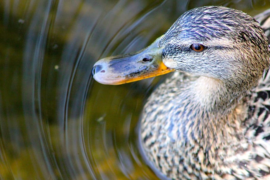 Animal, Bird, Duck, nature, wildlife, water, lake, pond, mallard Duck HD wallpaper