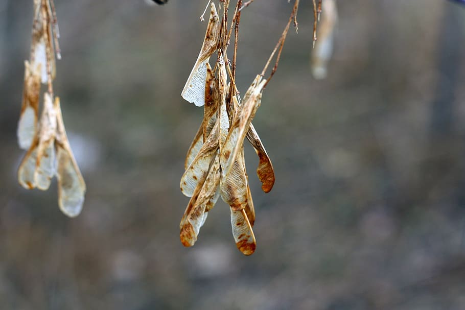leaves, autumn, fall, nature, leaf, fall leaves, hanging, close-up HD wallpaper