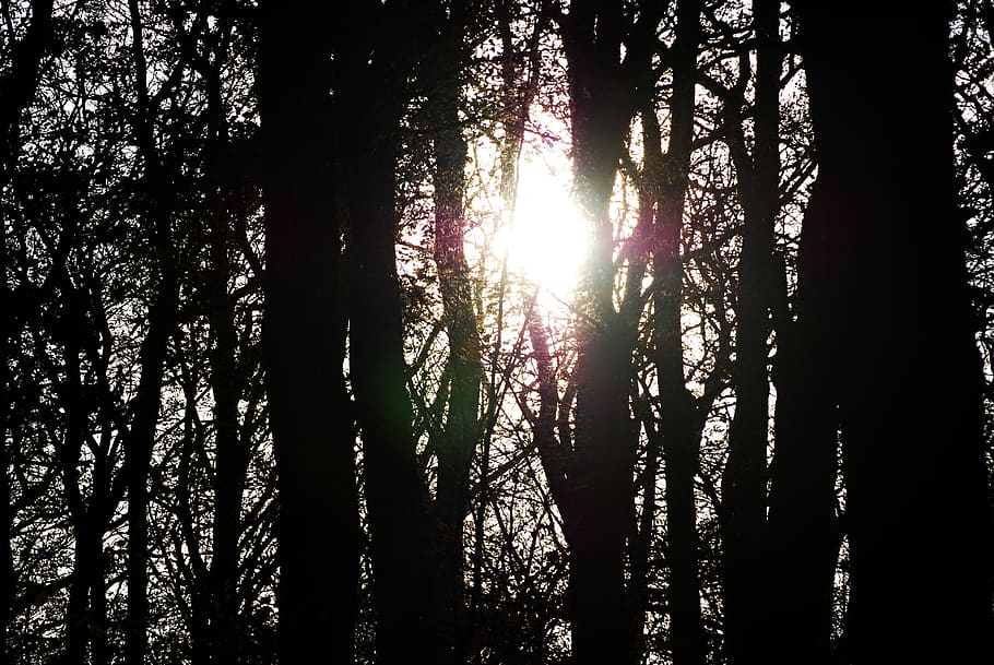 trees, forest, black and white, evergreen tree, plant, land HD wallpaper