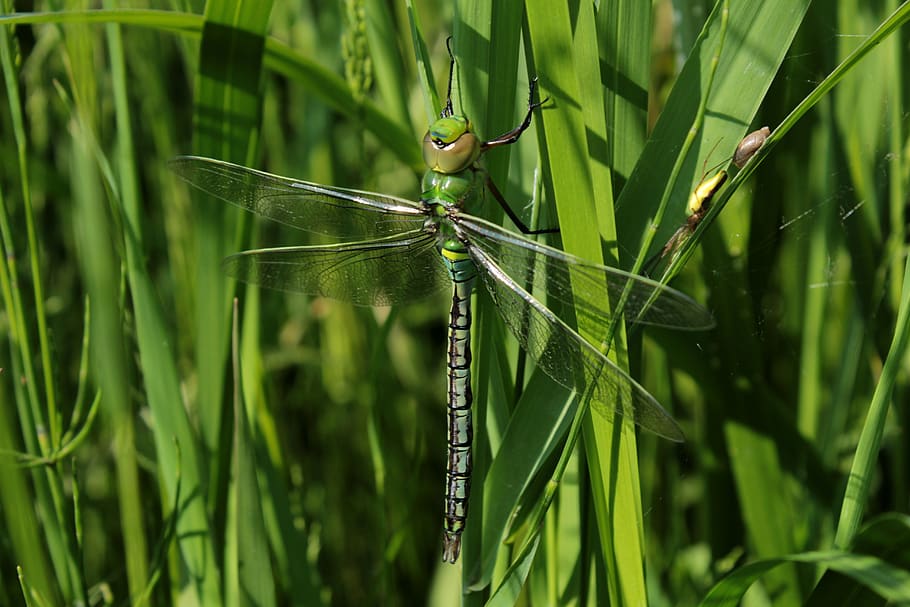 nature, green, grass, green color, plant, animal themes, animal wildlife HD wallpaper