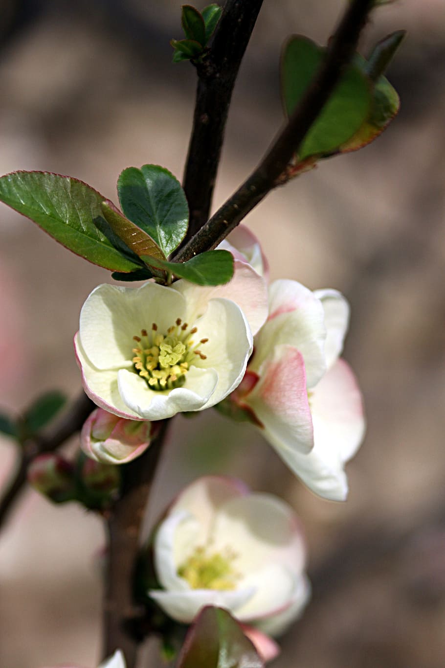Flowers, Flowering Tree, Tree, Spring, Twigs, garden, closeup HD wallpaper