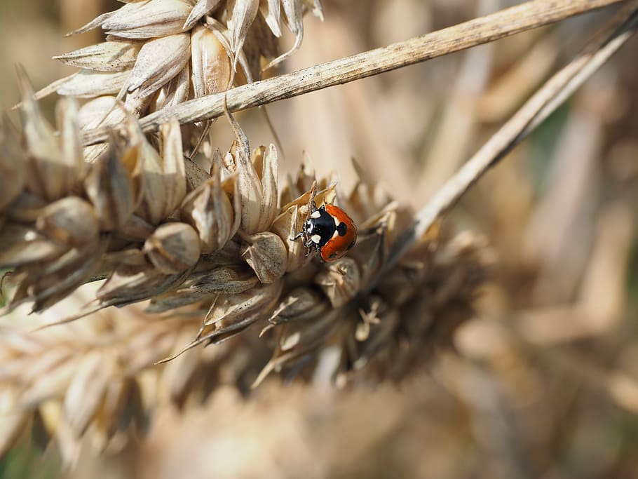 ladybug, beetle, siebenpunkt, coccinella septempunctata, animal, HD wallpaper