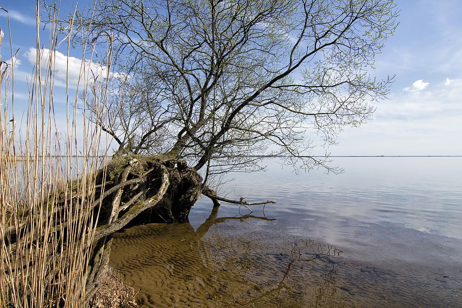 nature, landscape, sky, tree, clouds, branches, green, poland HD wallpaper