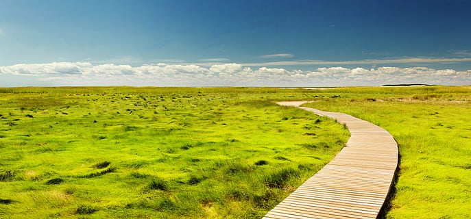 empty pathway between grass field, brown wooden dock surrounded of grasses HD wallpaper