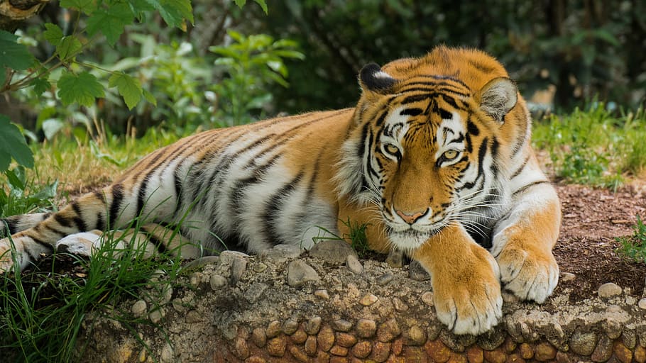 tiger lying on sand, predator, animal, feline, animal themes HD wallpaper