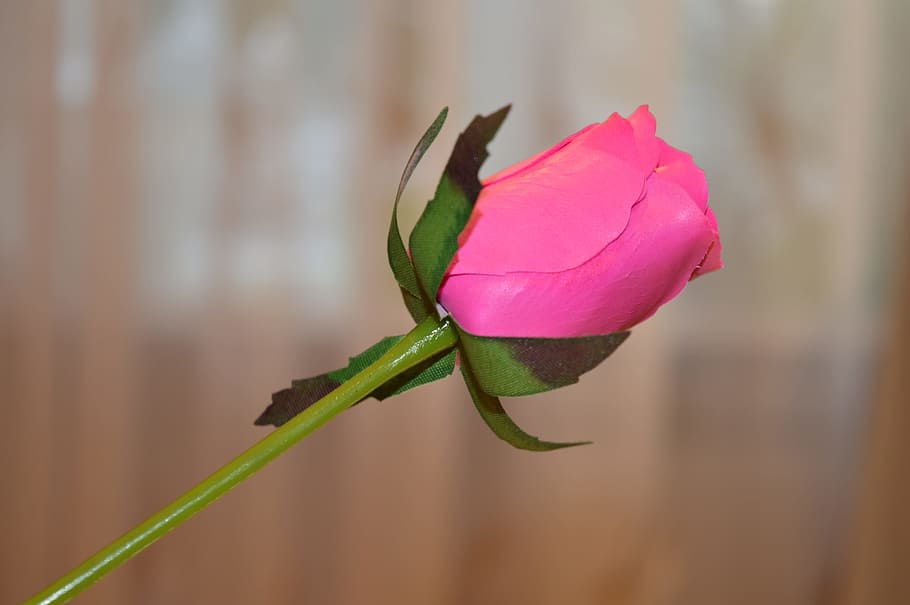 Soap, Cosmetics, rose from soap, flower, fragility, focus on foreground HD wallpaper