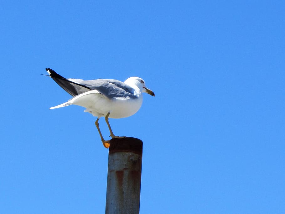 bird, seagull, blue sky, animal, animal themes, animal wildlife HD wallpaper