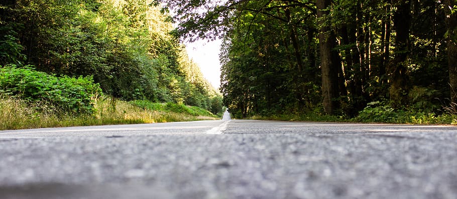 low angle photography of road, trees, nature, landscape, forest HD wallpaper