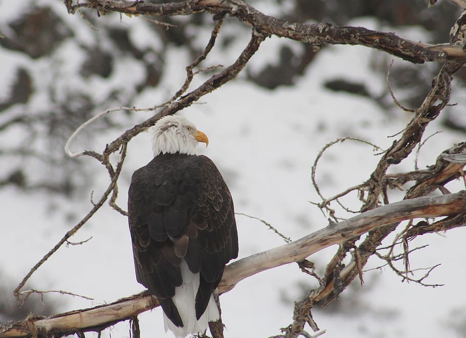 Black and White Bird on Top of Brunch of Tree, bald eagle, branch HD wallpaper