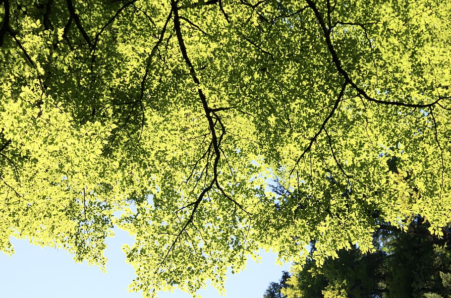 Trees, Branches, Sun, Shadow, Leaves, nature, growth, beauty in nature HD wallpaper