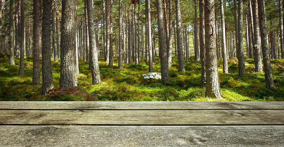 trees beside road during daytime, background, wood, forest HD wallpaper