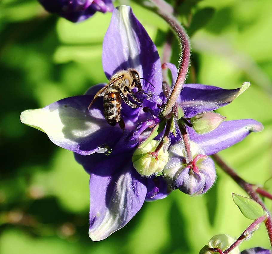 Bee, Insect, Blossom, Bloom, Macro, nature, flower, purple HD wallpaper