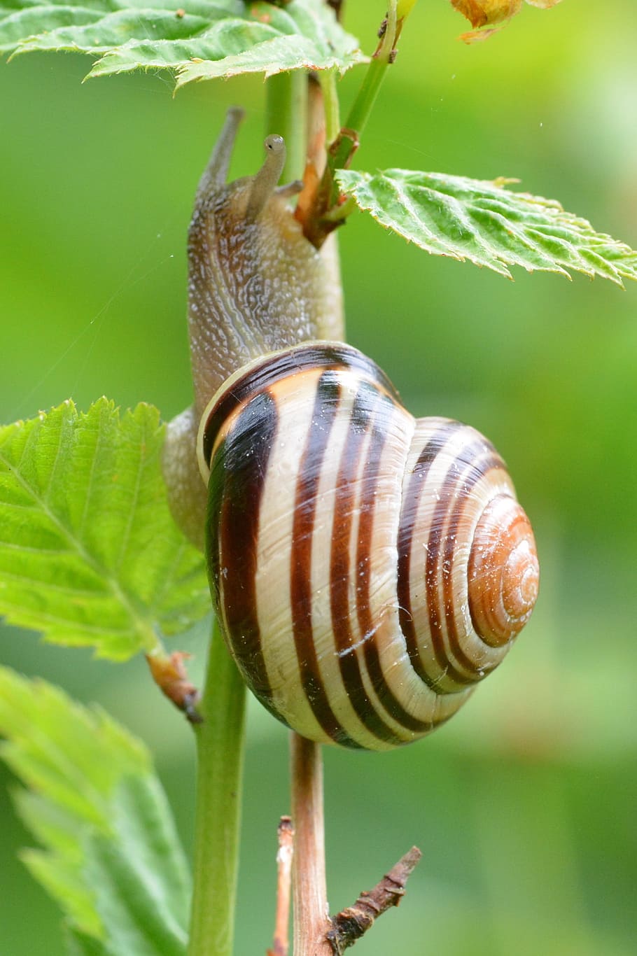 snail, macro, close, shell, snail shell, animal wildlife, invertebrate HD wallpaper