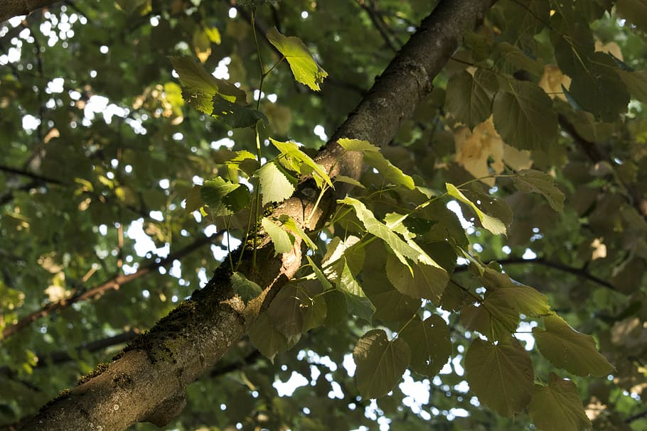leaf, tree, spotlight, sun, photosynthesis, light and shadow HD wallpaper