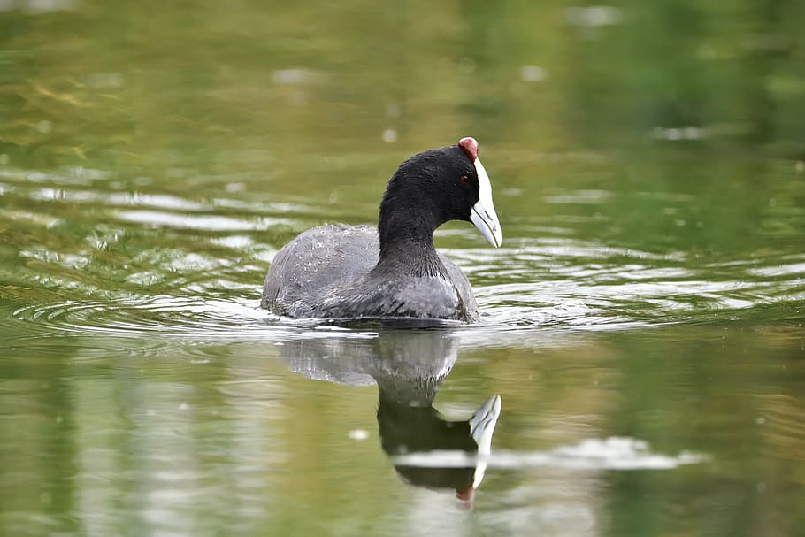 bird, water, reflection, wild, nature, wildlife, animal themes HD wallpaper