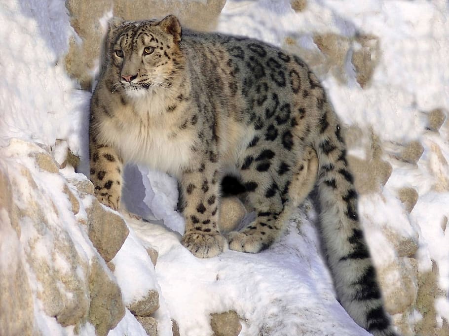 cheetah on mountain covered with ice, snow leopard, crouched HD wallpaper