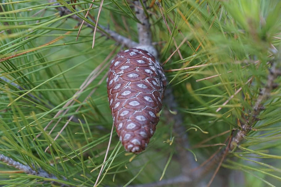 Pine, Tree, Tap, Needles, green, nature, close-up, animal, one animal HD wallpaper