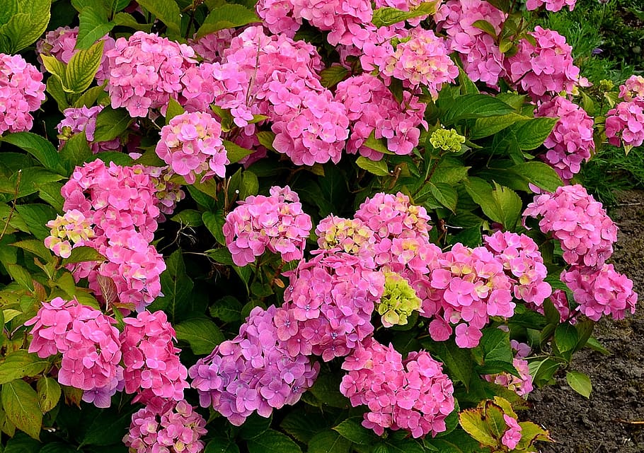 Hydrangeas, Flower Garden, hydrangea bush, close, flowers, blossom HD wallpaper