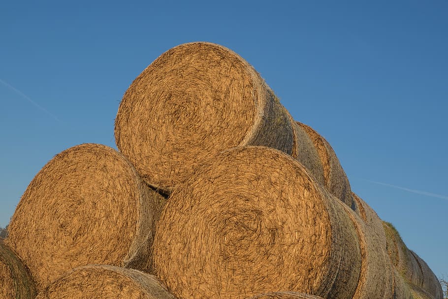 straw, stroballen, round bales, agriculture, straw bales, cattle feed HD wallpaper