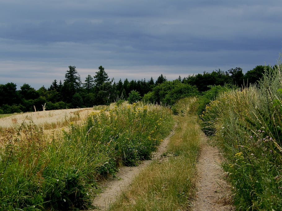 path, forest, bohemia, nature, walk, summer, plant, sky, beauty in nature HD wallpaper