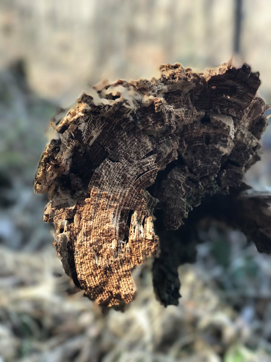tree, tree bark, close, close-up, focus on foreground, nature HD wallpaper