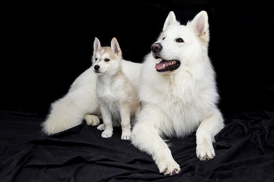 adult white samoyed with puppy, cute, sweet, dog, animals, doggy