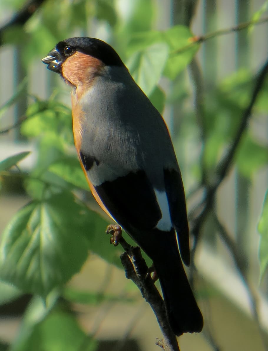 bullfinch, bird, animal, one animal, animal themes, vertebrate HD wallpaper