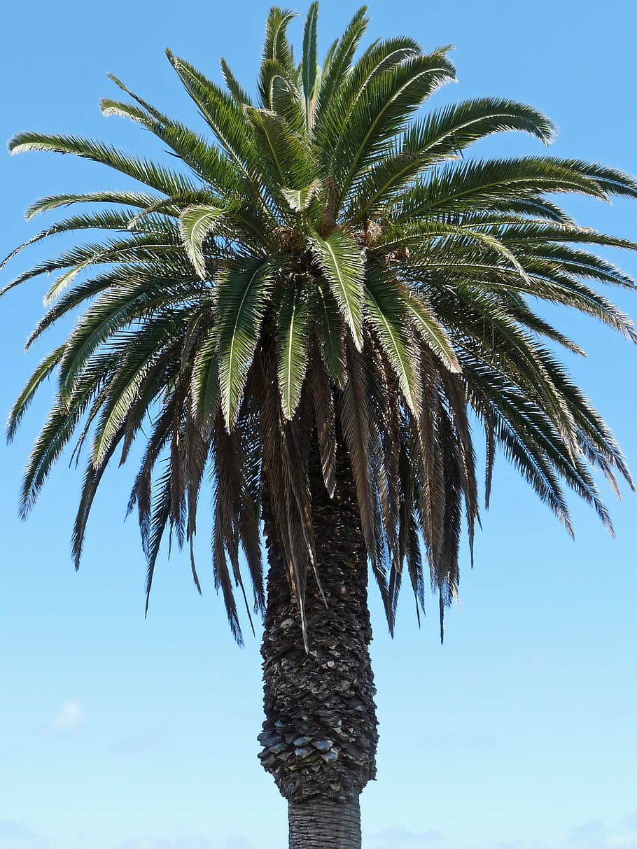 palm, sky, partly cloudy, palm tree, tropical climate, plant HD wallpaper