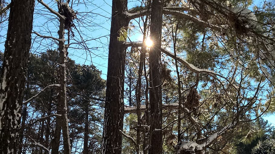 sky, pines, tree, forest, nature, sunrise, plant, low angle view HD wallpaper