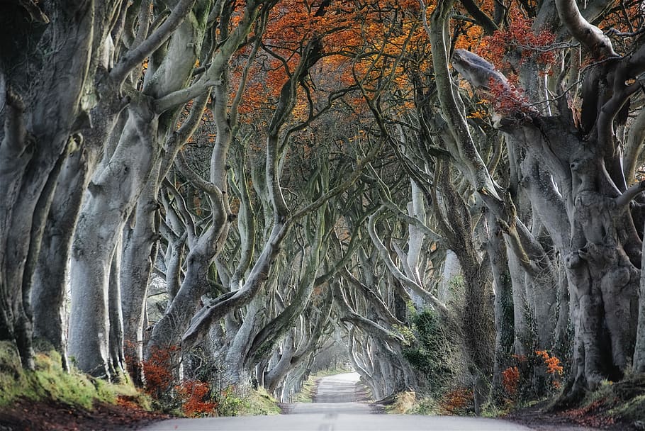 painting of gray tree branches, trees beside path, forest, road HD wallpaper