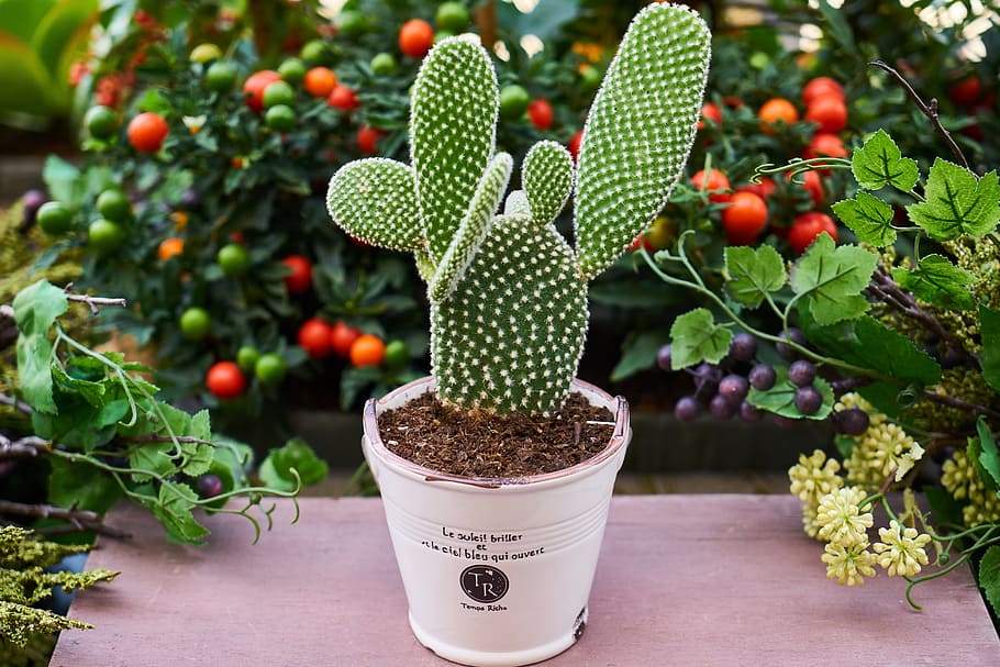 closeup photo of green prickly pear cactus plant on white planter, HD wallpaper