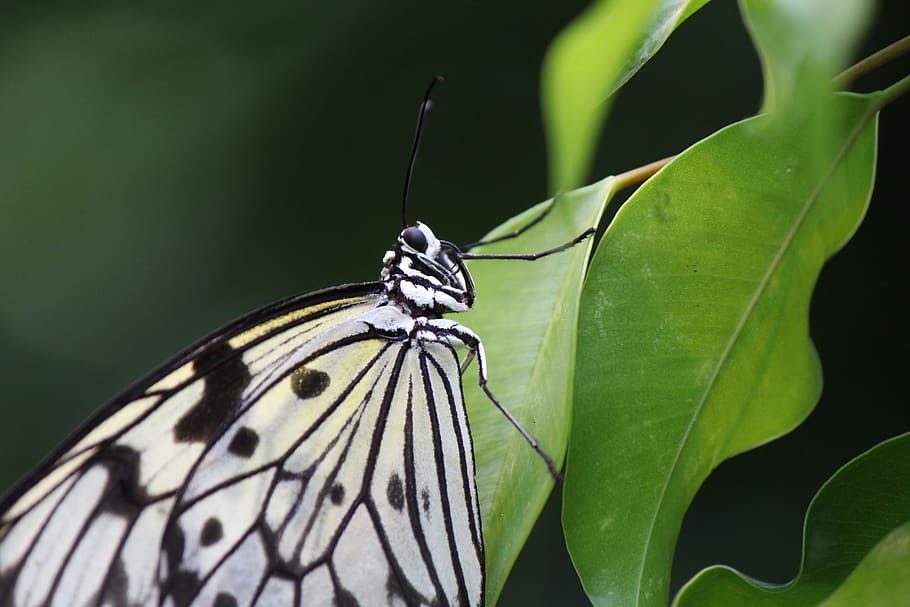 HD wallpaper: White Baumnymphe, Butterfly, idea leuconoe, tropical, nature  | Wallpaper Flare