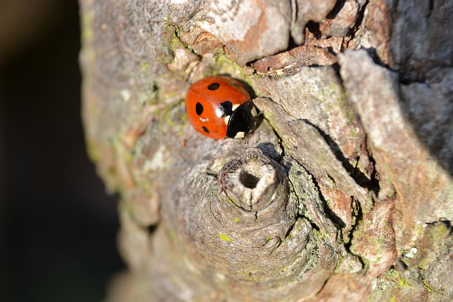Coleoptera, Tree, Red, Black, Ladybird, close-up, nature, insects HD wallpaper