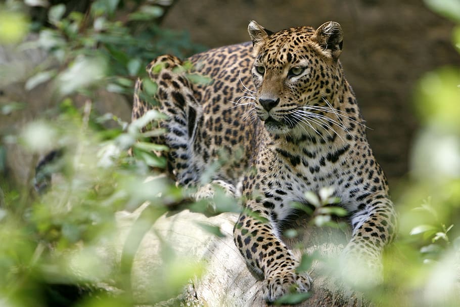 fauna, nature, animal wildlife, big cat, animal themes, animals in the wild HD wallpaper