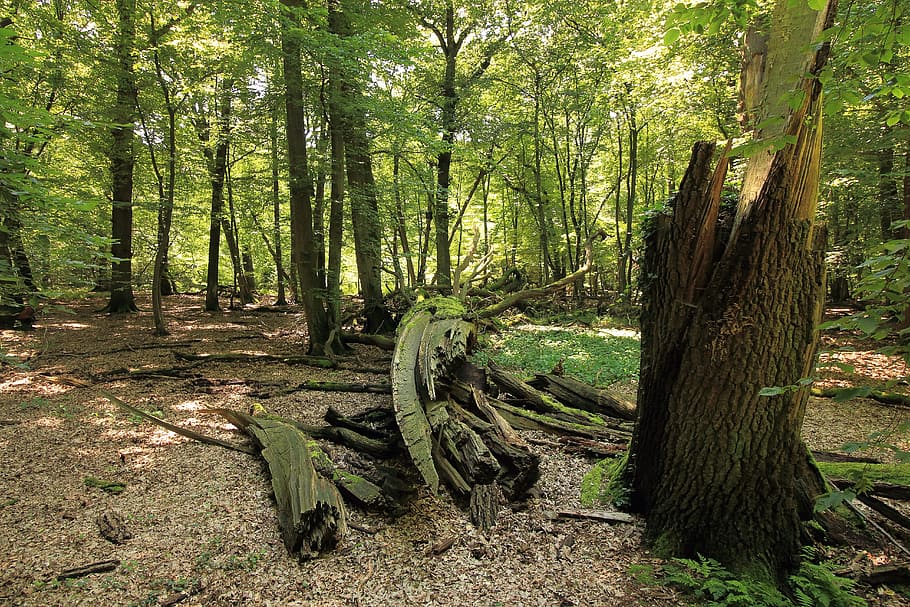 Forest, Tree, Log, nature, tree trunk, woodland, outdoors, plant HD wallpaper