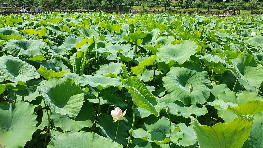 lotus, pond, plant part, growth, leaf, green color, nature HD wallpaper