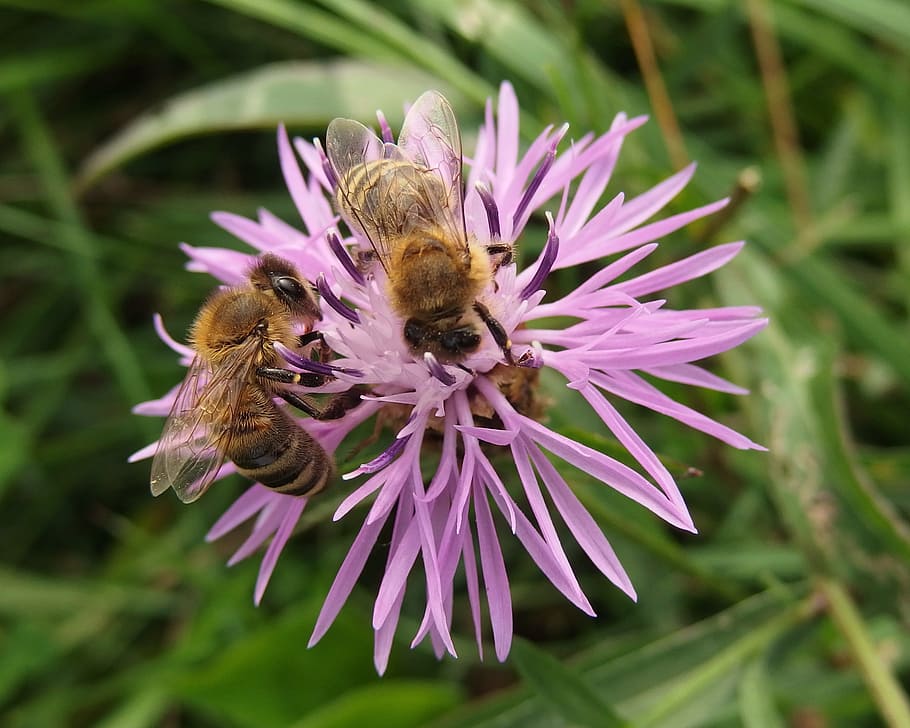 the bees, spring, pollen, flower, flowering plant, beauty in nature HD wallpaper