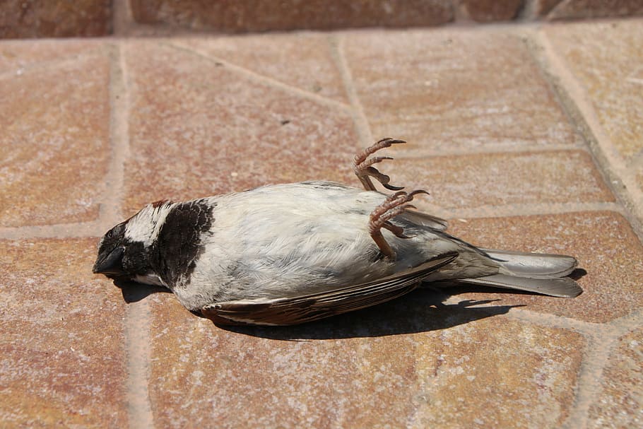 white and black bird lying on brown surface, sparrow, dead, accident