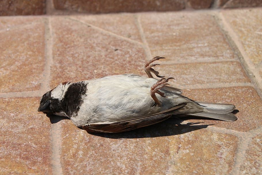 white and black bird lying on brown surface, sparrow, dead HD wallpaper