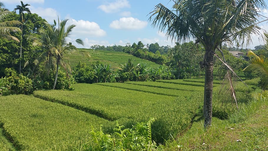 landscape, bali, dream, plant, growth, tree, green color, field HD wallpaper