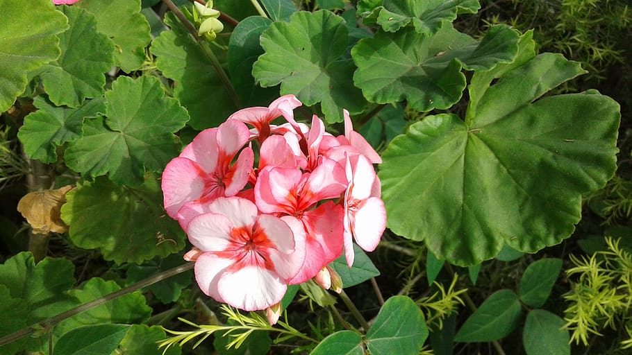 Pink Green Plant