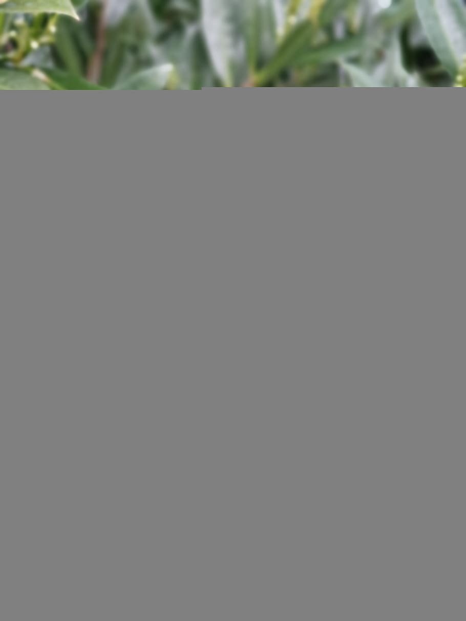 leaf, rain, drip, green, copy space, plant, growth, no people HD wallpaper
