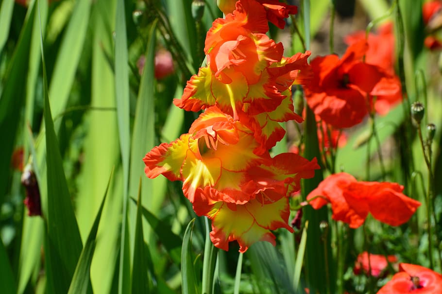 flower, red, yellow, summer, sun, plant, flowering plant, beauty in nature HD wallpaper
