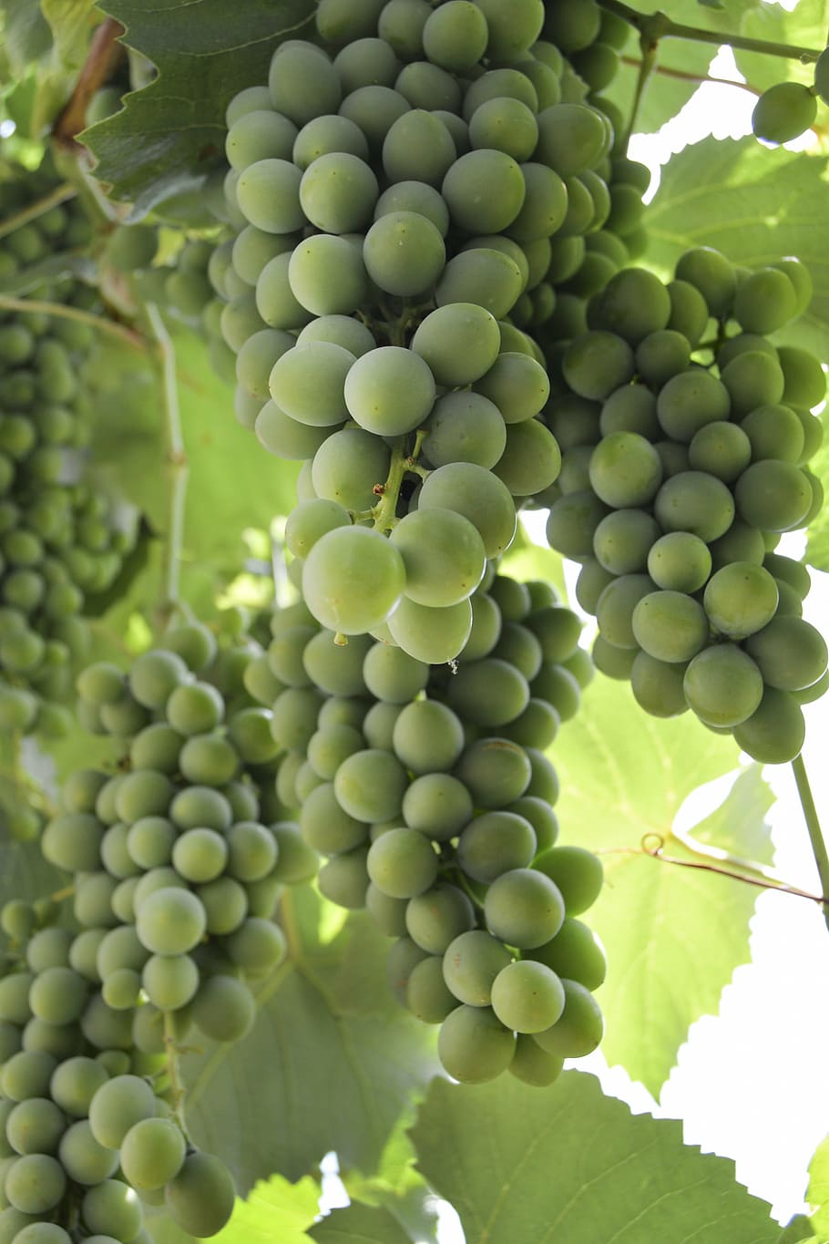 grape, wine, summer, green color, growth, healthy eating, food and drink HD wallpaper