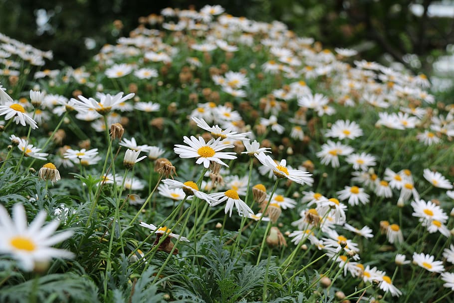 daisies, flower, nature, spring, beauty, floral, beautiful HD wallpaper