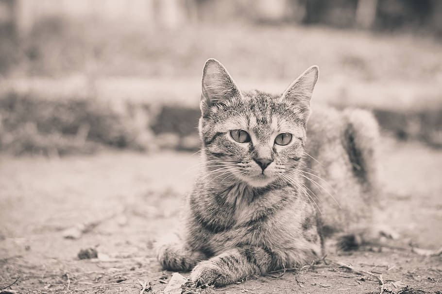 cat, animal, emotion, mammal, pets, domestic, one animal, domestic cat HD wallpaper