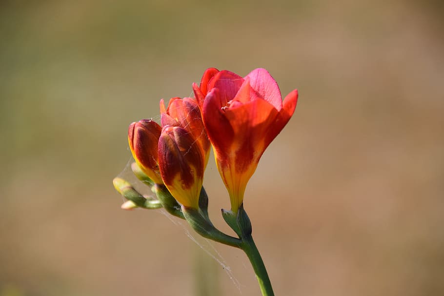 flower, summer, garden, flowering plant, beauty in nature, fragility HD wallpaper